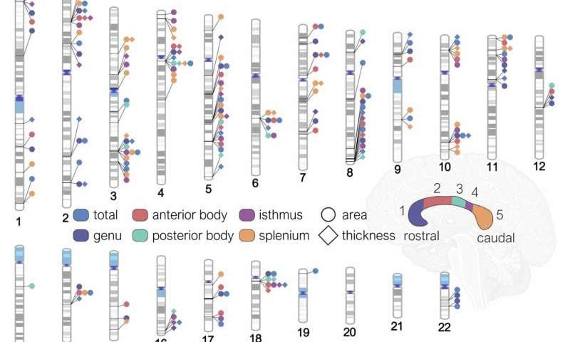 AI tool uncovers genetic blueprint of the brain’s largest communication bridge