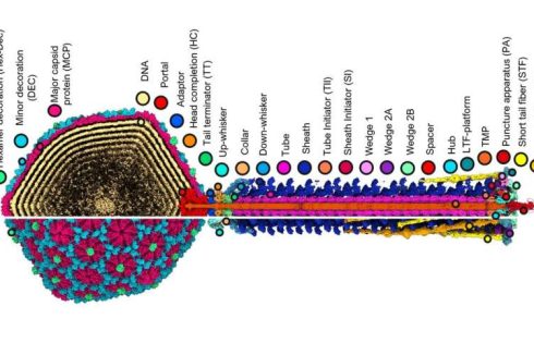 Bacteriophage characterization provides platform for rational design