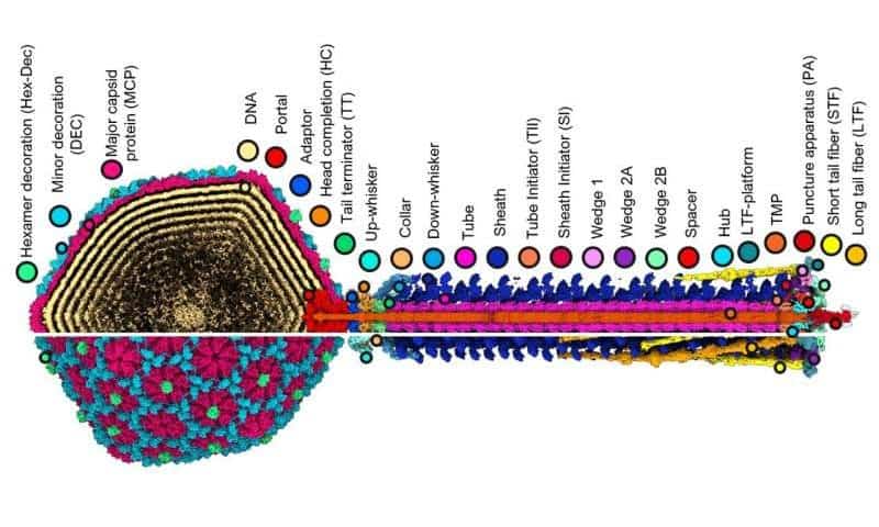 Bacteriophage characterization provides platform for rational design