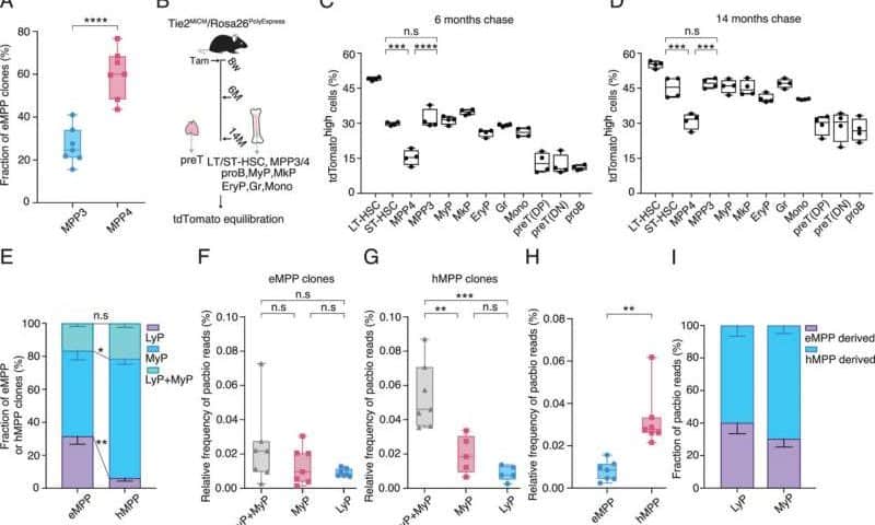 Two parallel blood formation systems produce different immune and blood cells