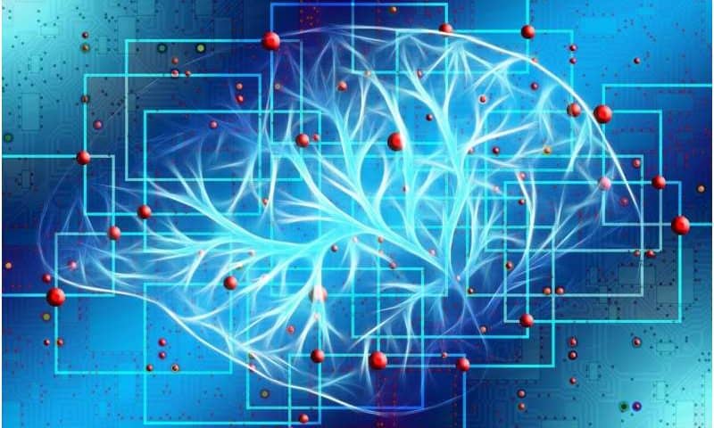 Brain circuit controlling compulsive behavior mapped