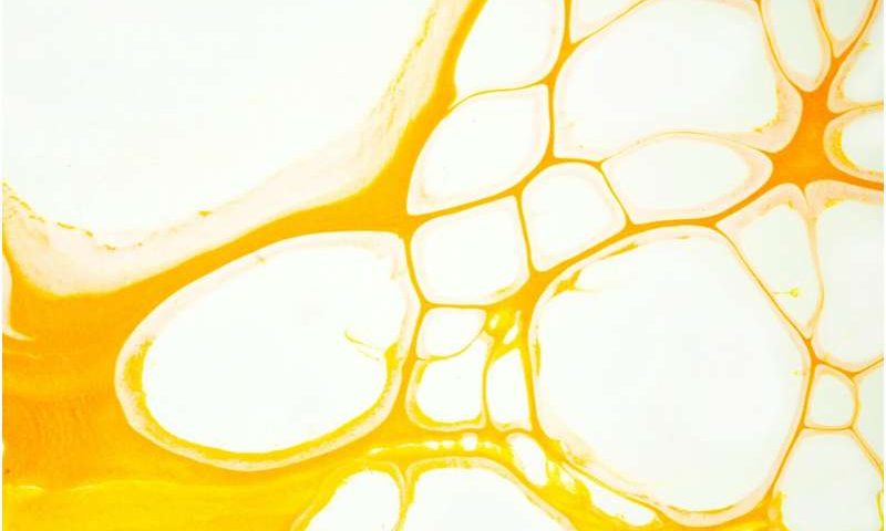 New technique protects synthetic gene circuits against cell growth dilution