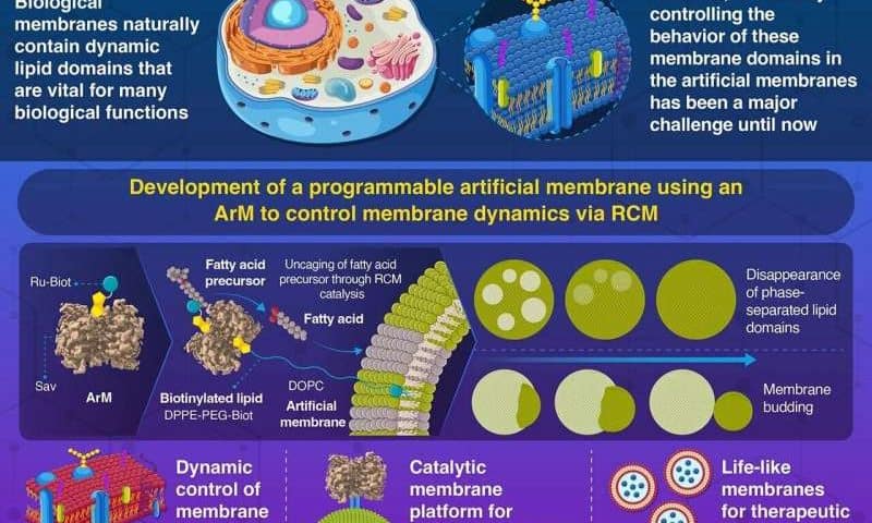 Artificial membranes mimic life-like dynamics through catalytic chemical reactions