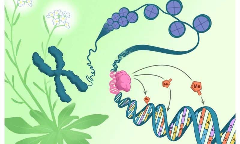 Epigenetic changes regulate gene expression, but what regulates epigenetics?