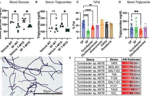 Gut bacterium could be key to tackling obesity crisis