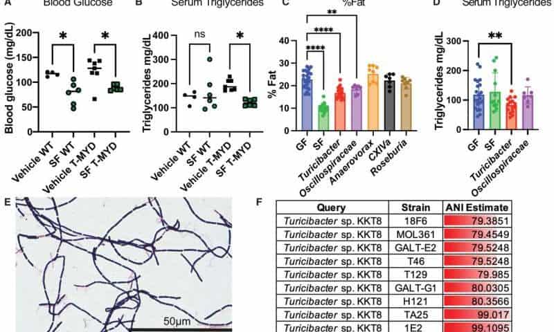 Gut bacterium could be key to tackling obesity crisis