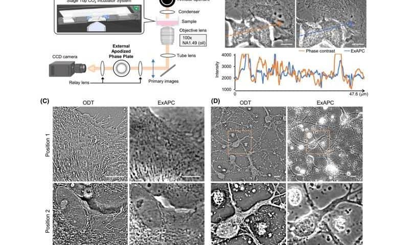 High-resolution label-free imaging reveals stable organelle dynamics and spatial organization