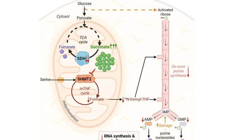 Cancer cells have backup metabolic pathway to keep building DNA when blocked, study finds
