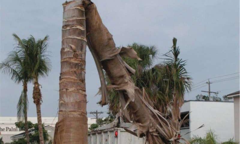 Innovative tool offers palm owners, growers new line of defense against trunk rot, protecting iconic trees