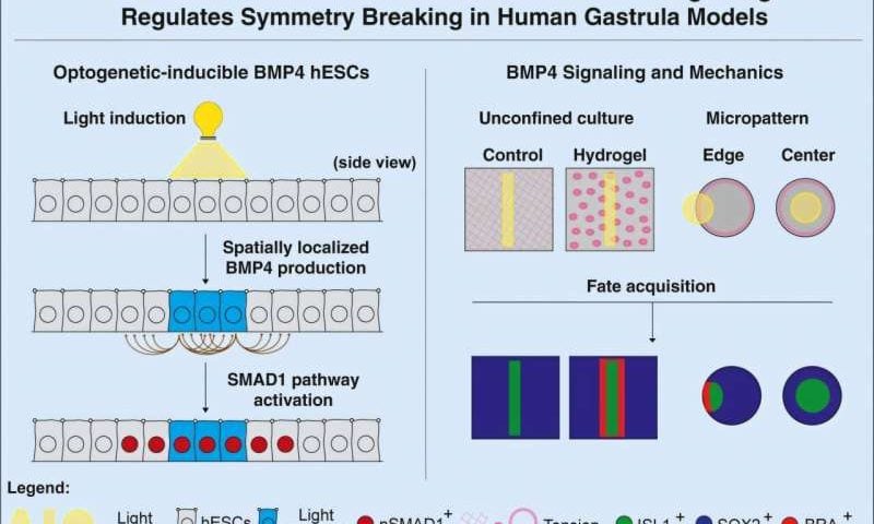 Light-controlled embryos reveal power of mechanical forces in human development