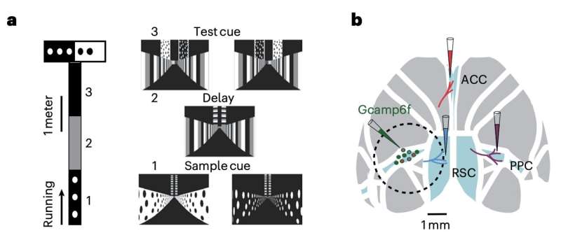 Specialized neuron populations in the mouse cortex coordinate to guide correct decisions, study suggests