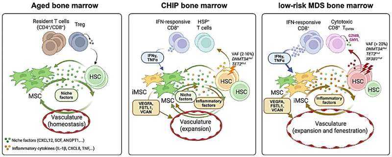 Chronic inflammation in bone marrow linked to early blood cancer development