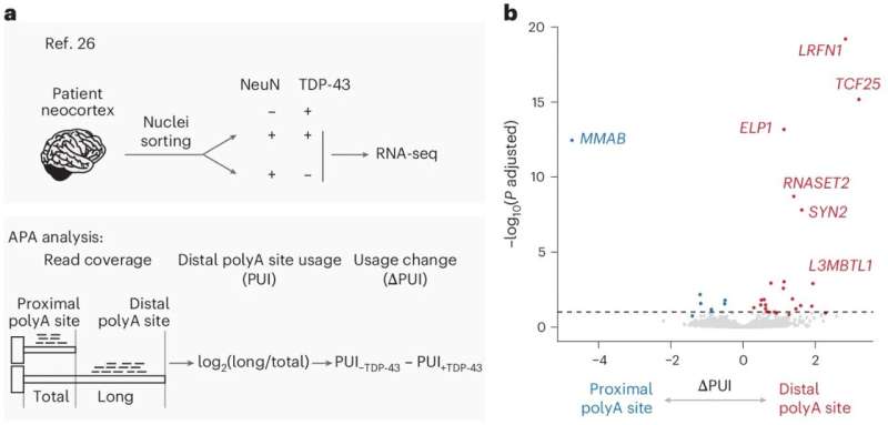 New insight into how protein TDP-43 affects gene expression in ALS and FTD