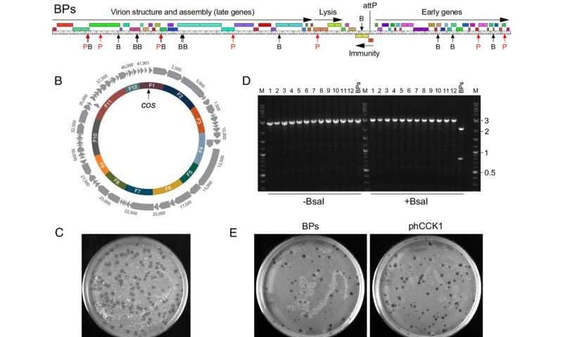 Phages with fully-synthetic DNA can be edited gene by gene