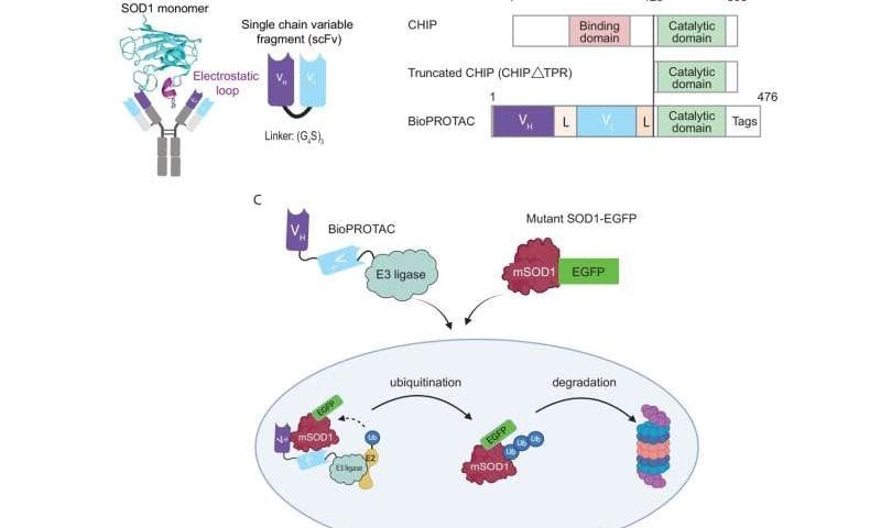 Removing toxic proteins before they can damage motor neurons