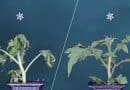 Researchers develop a cold-resistant tomato variety without compromising plant growth