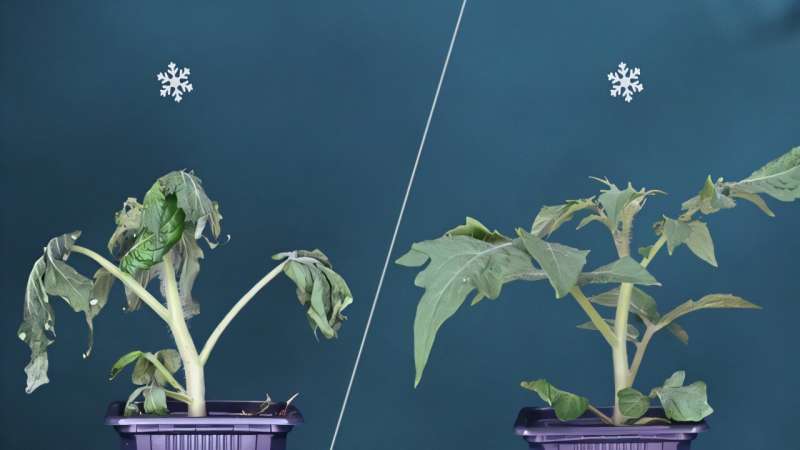 Researchers develop a cold-resistant tomato variety without compromising plant growth