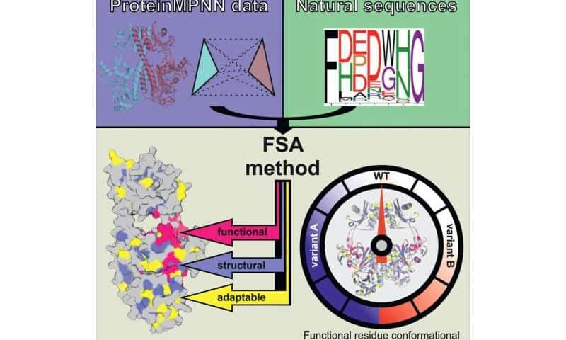 AI-guided analysis assigns amino acid-level roles in protein design