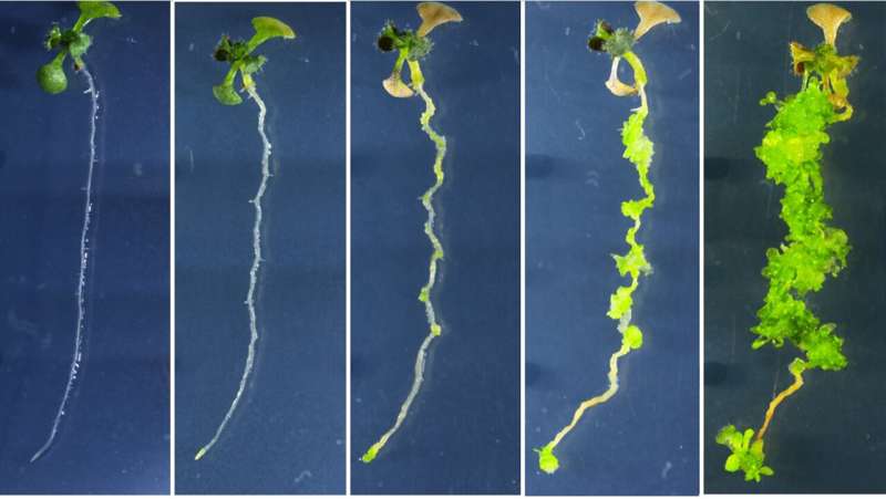 Hormone-free plant regeneration method works for multiple crops