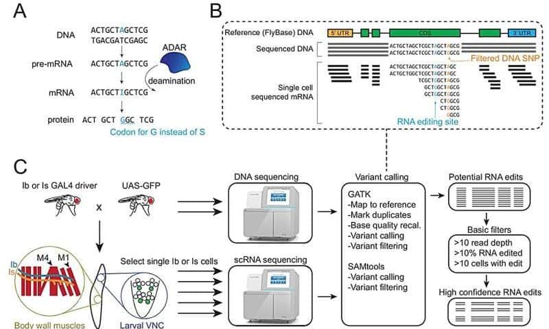 RNA editing study finds many ways for neurons to diversify