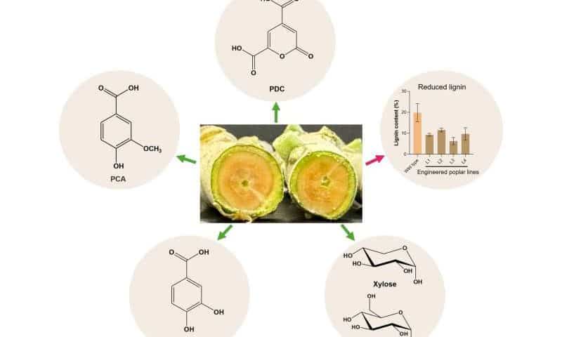 Reprogrammed poplar trees can make key industrial chemical for biodegradable plastics