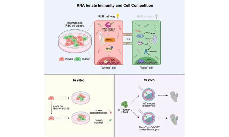Growing human organs for medical implants: New method gives human stem cells an edge in chimeric embryos