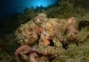 Scientists produce powerhouse pigment behind octopus camouflage