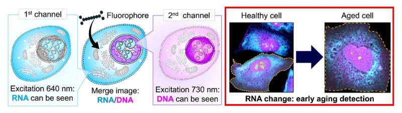 Simultaneous imaging of intracellular DNA and RNA using harmless light