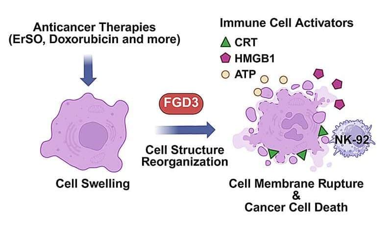 Cellular protein FGD3 boosts breast cancer chemotherapy and immunotherapy, study finds