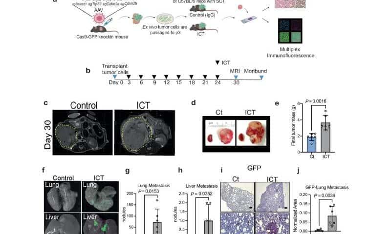 Myeloid mimicry enables kidney tumors to resist immunotherapy and worsen rapidly, study finds