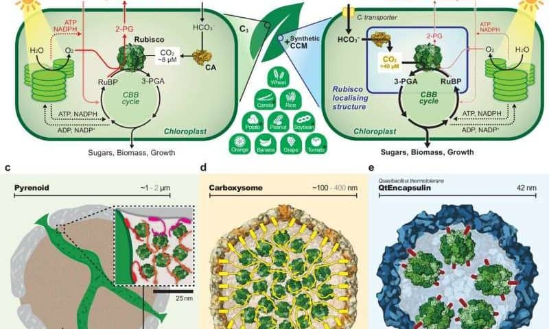 Synthetic biology to supercharge photosynthesis in crops