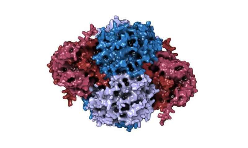 The enzyme that doesn’t act like one: NUDT5 controls DNA building block production through structure, not catalysis