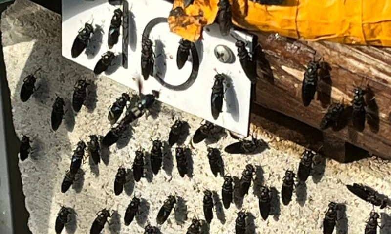 A DIY, fly-powered food waste recycling system