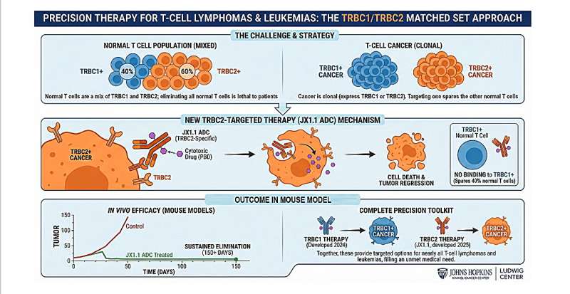 Scientists develop targeted therapy for T-cell lymphomas and leukemias
