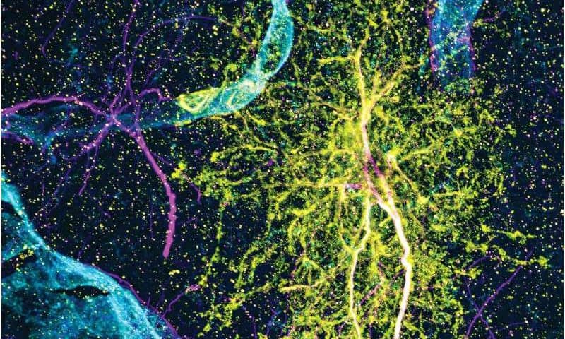 Astrocyte diversity across space and time charted in new atlas