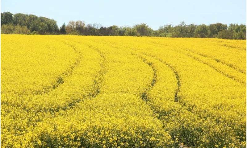 Unlocking even more value in Canada’s canola industry