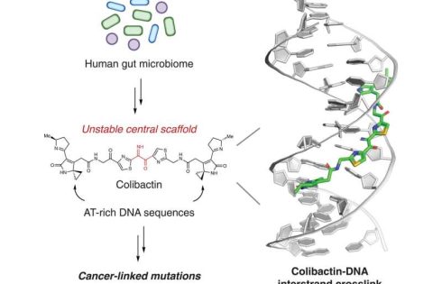 Gut bacteria’s hidden toxin acts as DNA glue, fueling colorectal cancer risk