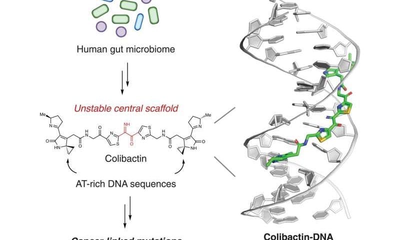 Gut bacteria’s hidden toxin acts as DNA glue, fueling colorectal cancer risk