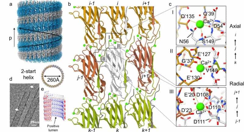 Extreme engineering: Unlocking design secrets of deep-sea microbes