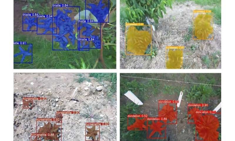 Eyes for an agricultural robot: AI system identifies weeds in apple orchards