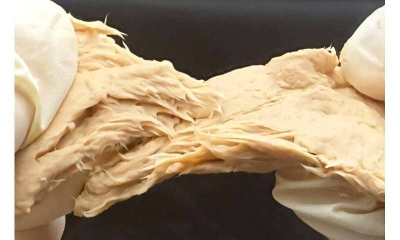 Genetically engineered fungi are protein-packed, sustainable, and taste similar to meat