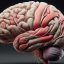 Why the human brain matures slower than its primate relatives
