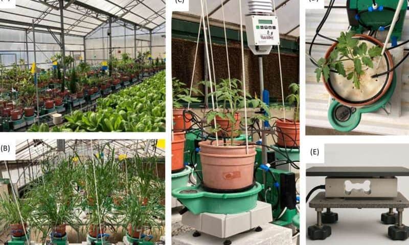 Machine learning offers growers a new tool for predicting crop water use