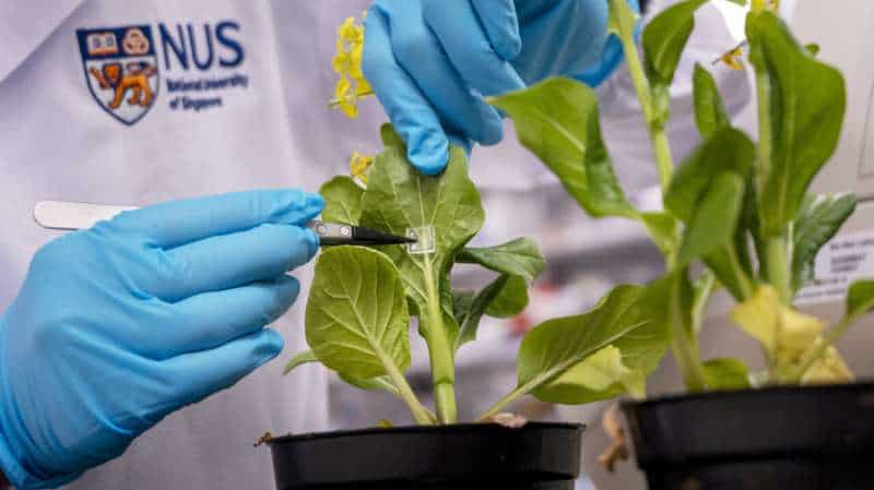Microneedle system delivers biofertilizer directly into plants, boosting growth with less waste