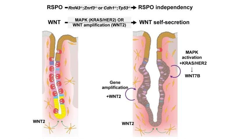 How stomach cancer learns to grow on its own