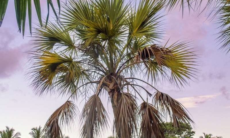 Rising seas put Florida’s state tree at risk: New research offers hope