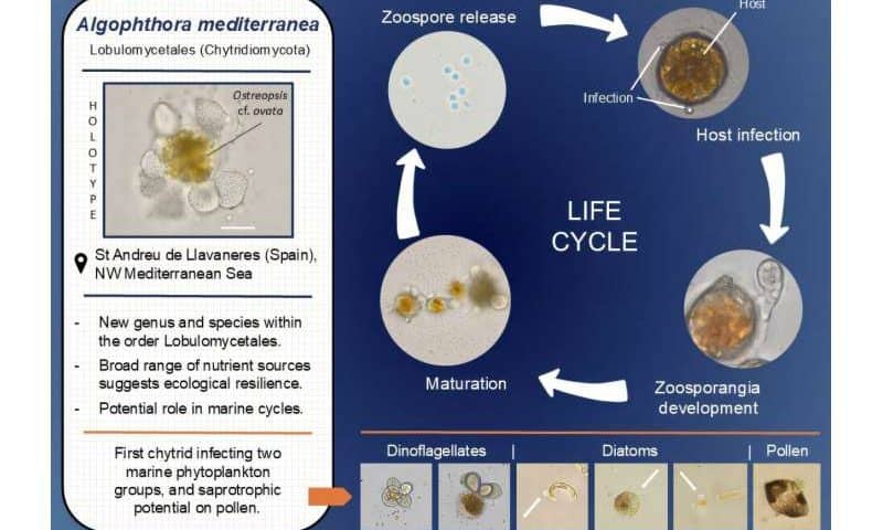 Scientists discover fungus that kills toxic algae threatening human health
