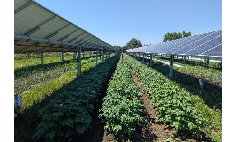 Solar panels over crops may boost farmworkers’ comfort