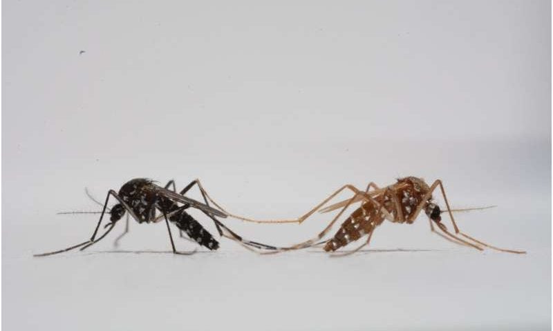 Spot the males: New gene-editing method could transform mosquito control