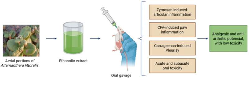 Plant used in folk medicine has anti-inflammatory anti-arthritic effects, study confirms
